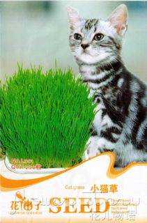 Bag 200 Seed Cat Grass Lovely Plant Flower Seed L001