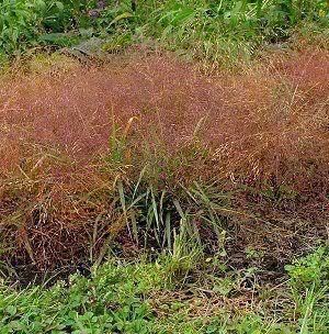 100 Ruby Silk Lovegrass Love Grass Eragrostis TEF Seeds