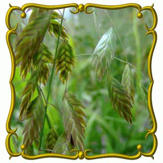 River Oats Jumbo Wild Grass Seed Packet 200