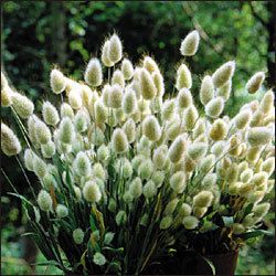 Bunny Tails Ornamental Grass Seeds Animate Your Garden