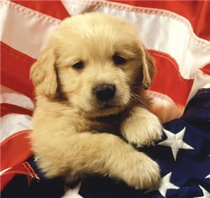Golden Retriever Puppy in US Flag Mouse Pad Coaster New