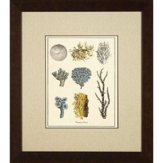 Phoenix Galleries Varieties of Coral Giclee Print