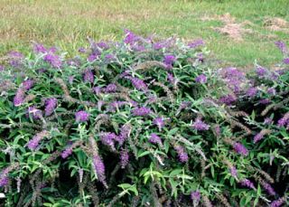 Lo Behold Purple Haze Butterfly Bush Buddliea Proven Winners