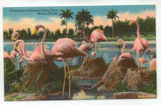Vintage Hialeah Race Track Flamingoes Miami Florida Postcard