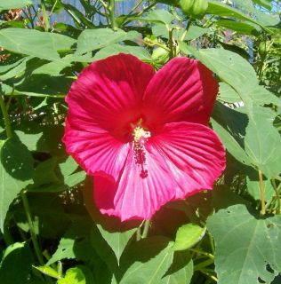 Sale ✽ 25 Hibiscus Seeds ✽ Crimson Wonder ✽ Organic ✽ Free