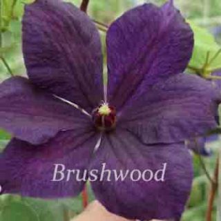  Deep Purple Clematis 10 Seeds EZ Grow Gorgeous Vine Butterflies