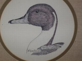 Vintage Print of Pintail Duck by Gene Murray Framed EXC