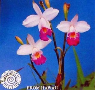 Hawaiian Bamboo Orchid Plant Root 8 Bulbs