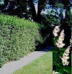 Grow A Privacy Fence w These Privet Hedge Plants Huge Lot