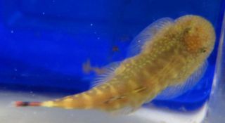 Live Chinese Butterfly Hill Stream loach for Freshwater Plant