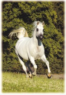 BAZA   ARABIAN HORSE POSTCARD   1995 JANOW PODLASKI MARE   EUKALIPTUS