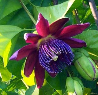 Hirts Ruby Glow Passion Flower Plant Passiflora 4 Pot Easter Plant
