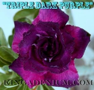  Desert Rose  Triple Dark Purple  1 Grafted Plant New Hybrid