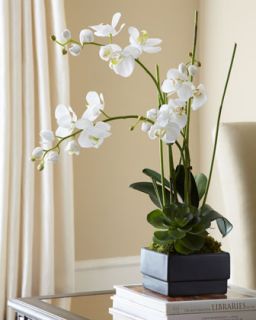 H5YJG John Richard Collection White Orchid in Black Planter Faux