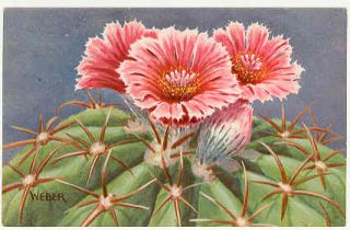 Artist Signed Weber Devils Head Cactus Flower Postcard