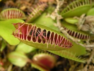  Plants Dionaea Carnivorous Eat Bugs Big Jaws Nice Gift Indoor See