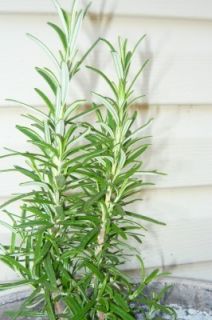 Barbeque Rosemary Herb Plant