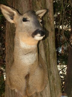 Beautiful Roe Deer Head Mount Taxidermy 