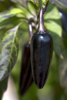Hungarian Black Pepper 4 Plants Mildly Hot Great Salsa
