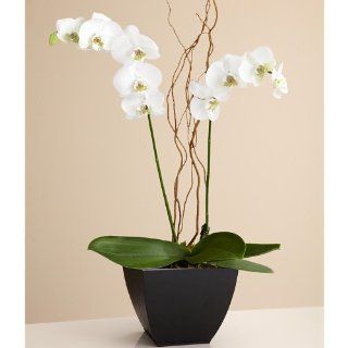 Potted Double Stem White Orchid Grocery & Gourmet Food