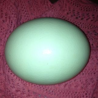 Large Blown and Dried Ostrich Egg