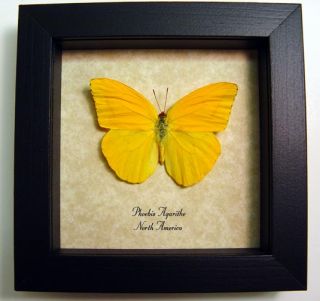 this beautiful north american orange butterfly is commonly known as