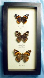 North American Trio Real Butterfly Set 6290