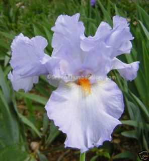 Blue Tall Bearded Iris Princess Caroline de Monaco Plant Rhizome