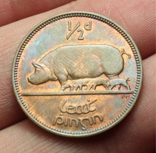 Ireland Big Pig Coin 1949 Luster Half Penny 