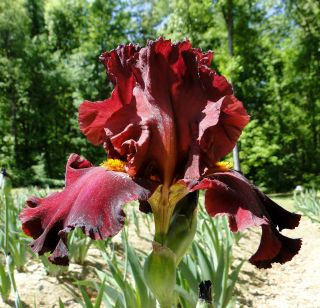 Tall Bearded BATTLE ROYALE Iris CHERRY RED BOMB 94 Perennial Rhizome