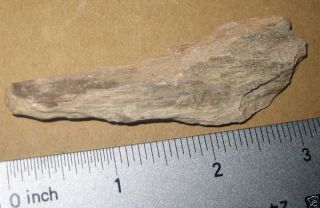 Natural Petrified Iron Wood Colorado River Fossil