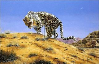 Spencer Hodge Arabian Leopard SGD Edition COA Big Cat High Street £