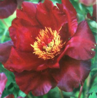 Single red ITOH Intersectional Peony SCARLETT HEAVEN tuber plant