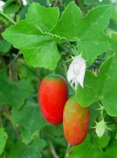 20 Fresh Ivy Gourd Pak Tam Lung Vegetable Seeds