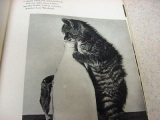 1959 Cats Cradle Adorable Funny Kitten Photos Spillman