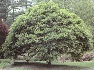 Green Japanese Maple Trees Bonsai Understock