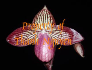 Pink Paph Orchid Multifloral Hybrid Jim KIE NBS BS Plant