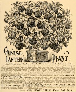 1897 Ad Chinese Lantern Plant Garden John Lewis Childs   ORIGINAL