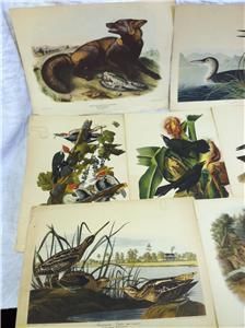 Antique John James Audubon Prints Lithographs Bowen 1844 Havell 1835