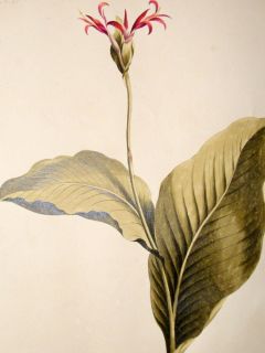 John Edwards 1795 Folio Hand Col Botanical Print The Indian Reed  