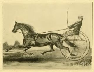 How to Train Race Horses Flat Racing Trotters Pacers  