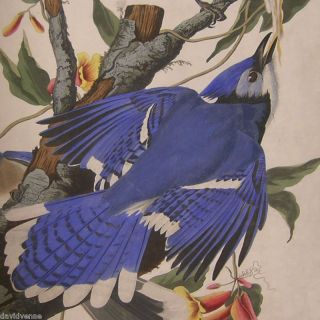 John J Audubon 13 x 13 Blue Jay Bird Needlepoint Canvas 14 or 18 count  