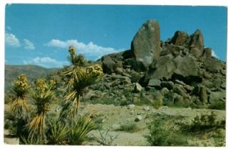 Route 66 1970s Joshua Tree National Monument CA Postcard  