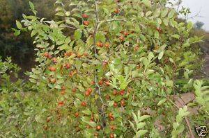 Wild Jujube Fruit 50 grams for Planting  