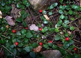 Sale 60 Partridge Berry Shade Ground Cover Woodland Live Plants