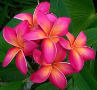 Hawaiian Kaneohe Sunburst Plumeria Plant 12 16Single Tip Cutting