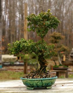 Bonsai Tree Dwarf Kingsville Boxwood Tokoname Bunzan Pot DB 1209B