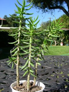 Tall Crassula Tetragona Mini Pine Tree Rooted Plant P7555