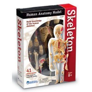 Learning Resources Human Skeleton Anatomy Model New 