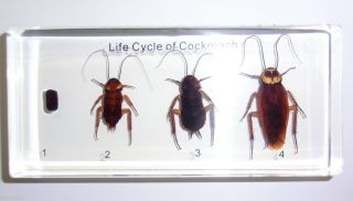 Life Cycle of American Cockroach Periplaneta Americana